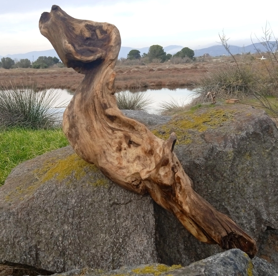 gabiart obra de arte Perro Salsicha